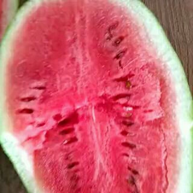 西瓜硒砂瓜来自内蒙古