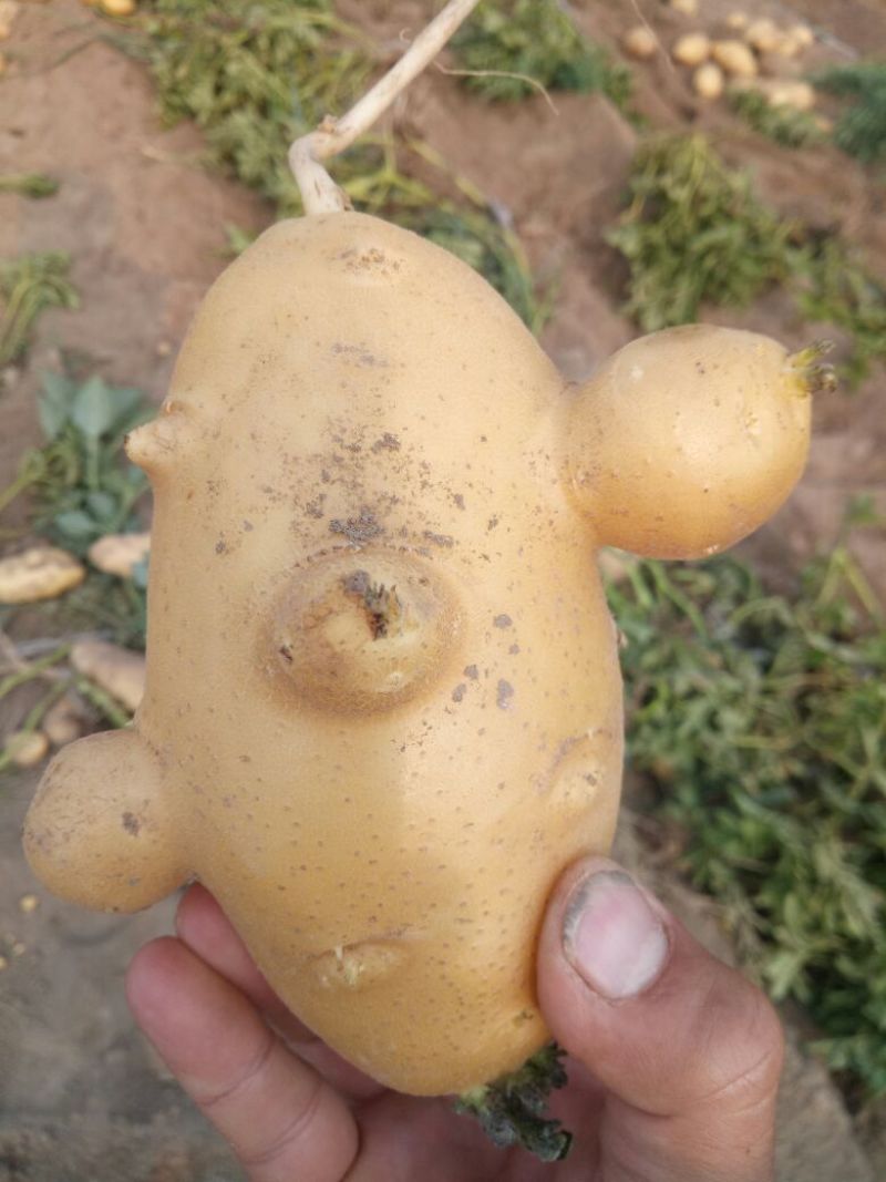 土豆次货1两以下