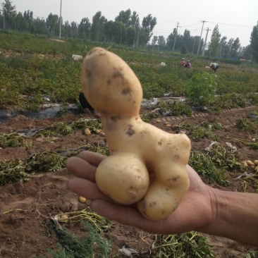 土豆次货1两以下
