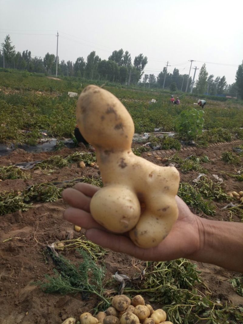 土豆次货1两以下