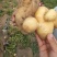 土豆次货1两以下