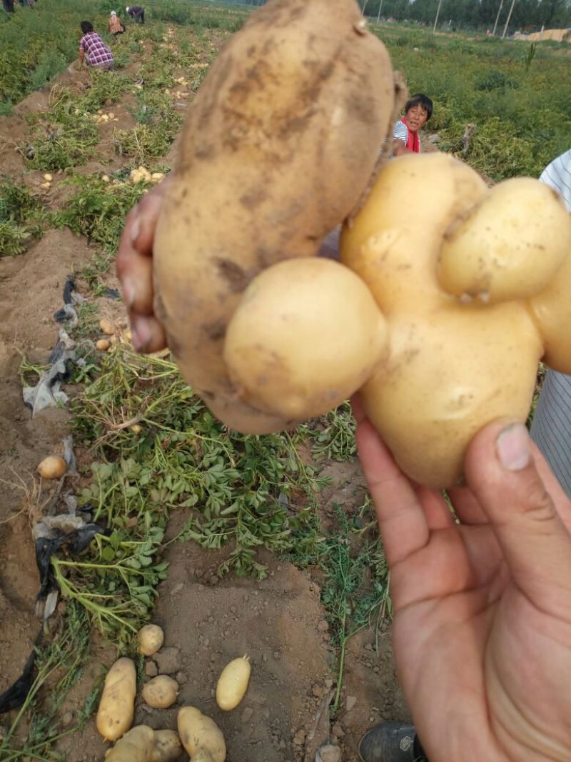 土豆次货1两以下