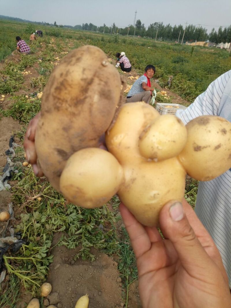 土豆次货1两以下