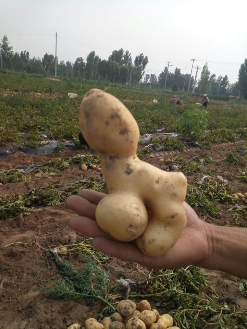 土豆次货1两以下