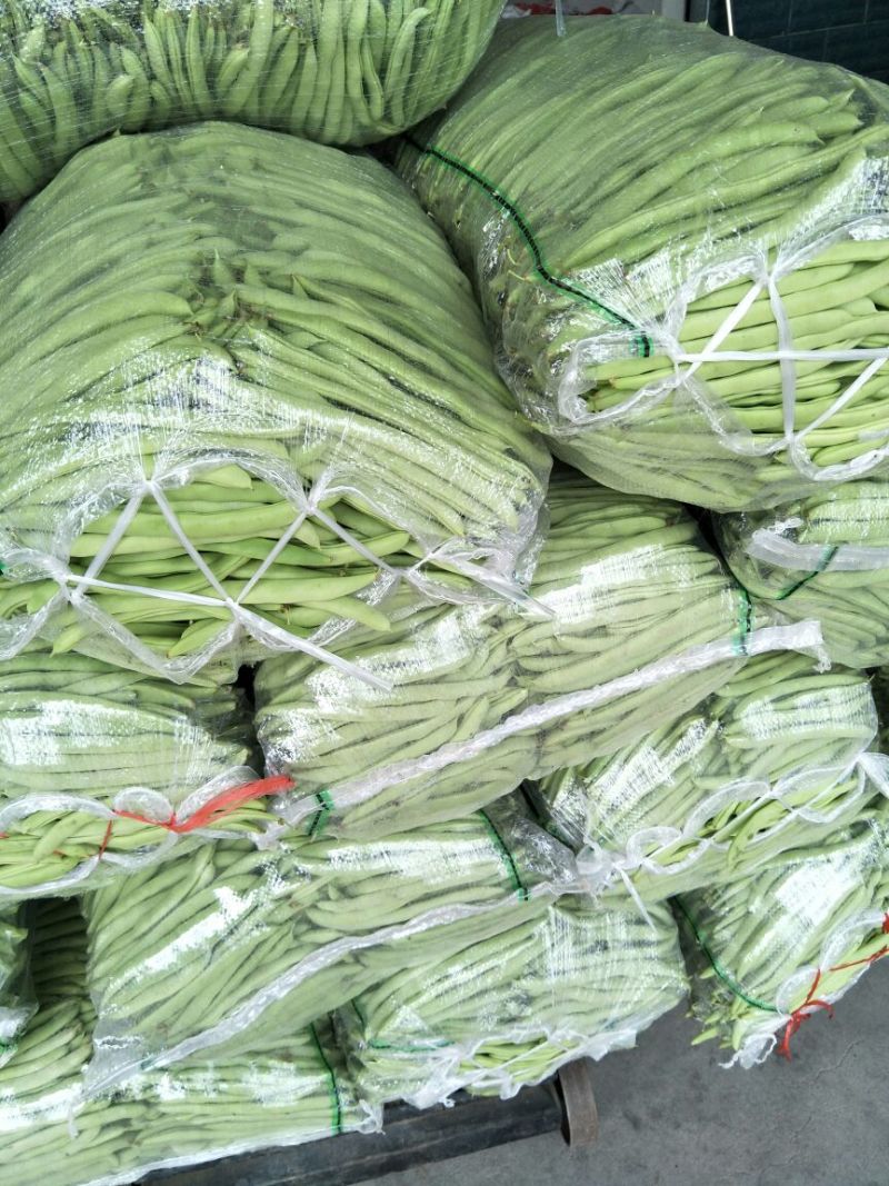 四季豆，架豆，红花白荚15~20厘米基地直供，量大从优