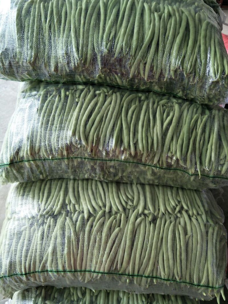 四季豆，架豆，红花白荚15~20厘米基地直供，量大从优