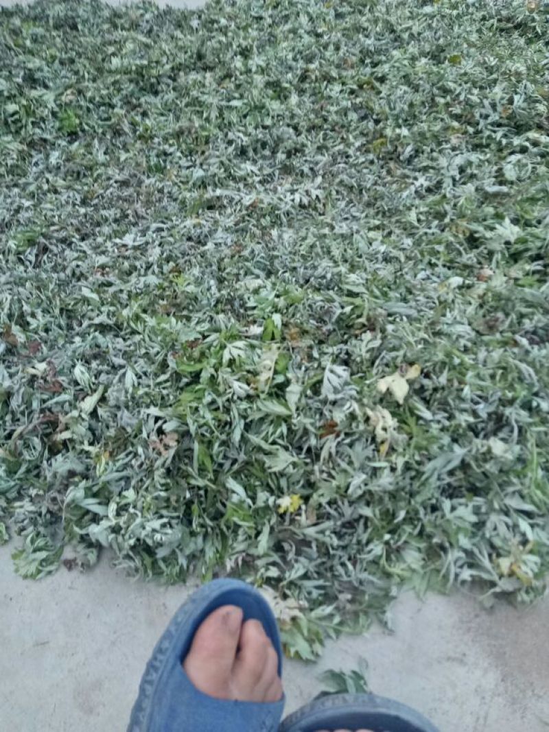 艾叶全叶统