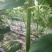 瓠瓜30~40cm5~6cm