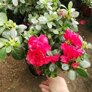 杜鹃2~4cm4cm以下0.5米以下
