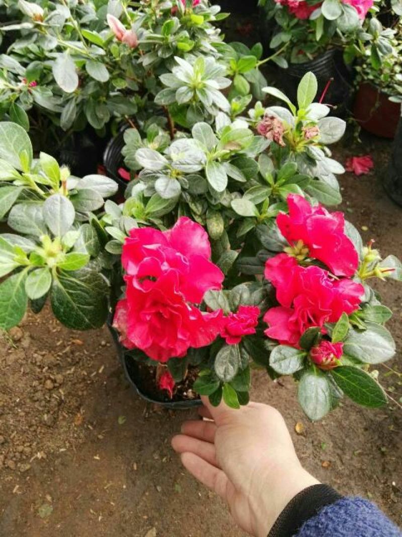 杜鹃2~4cm4cm以下0.5米以下