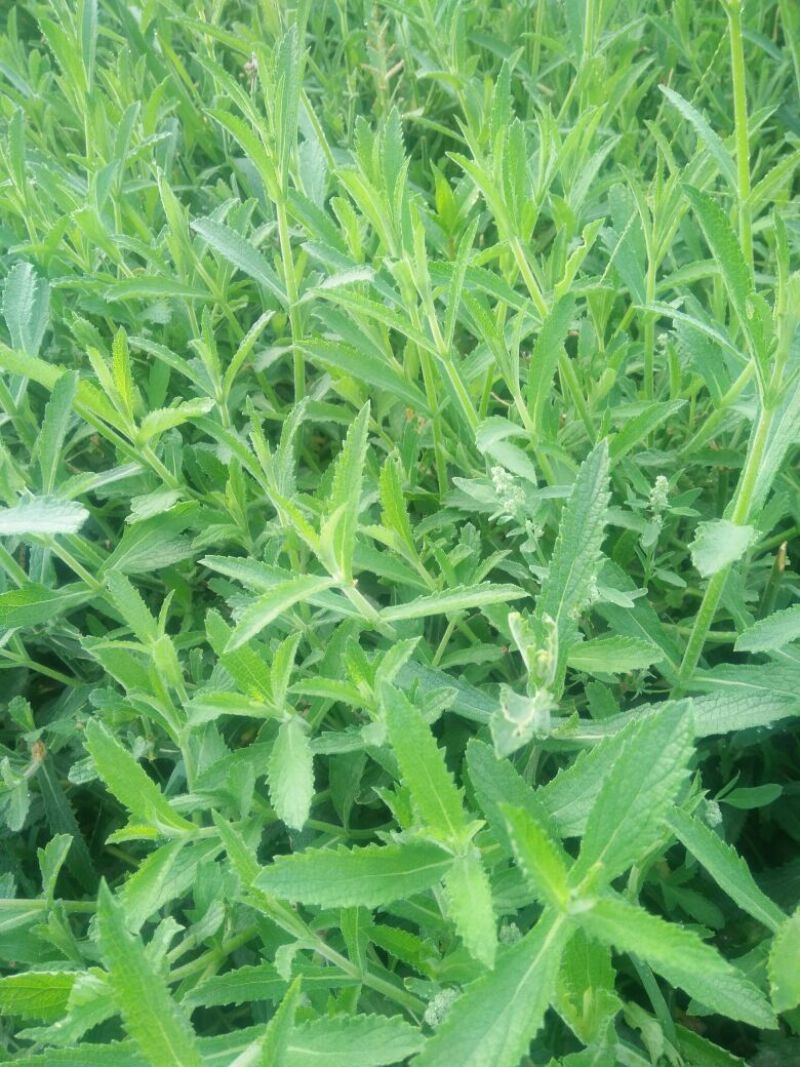 常夏石竹质量保证规格齐全价格合理发货及时
