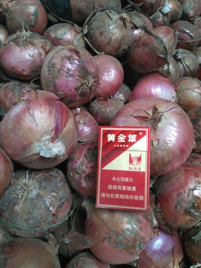 红皮洋葱8厘米以上