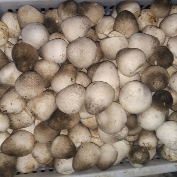 鲜草菇88%一级
