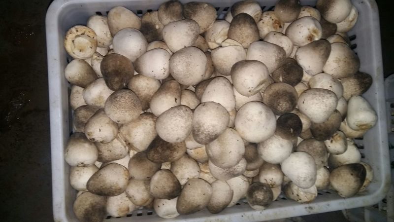 鲜草菇88%一级