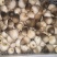 鲜草菇88%一级