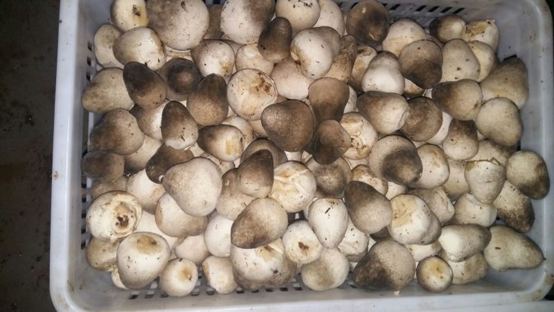 鲜草菇88%一级