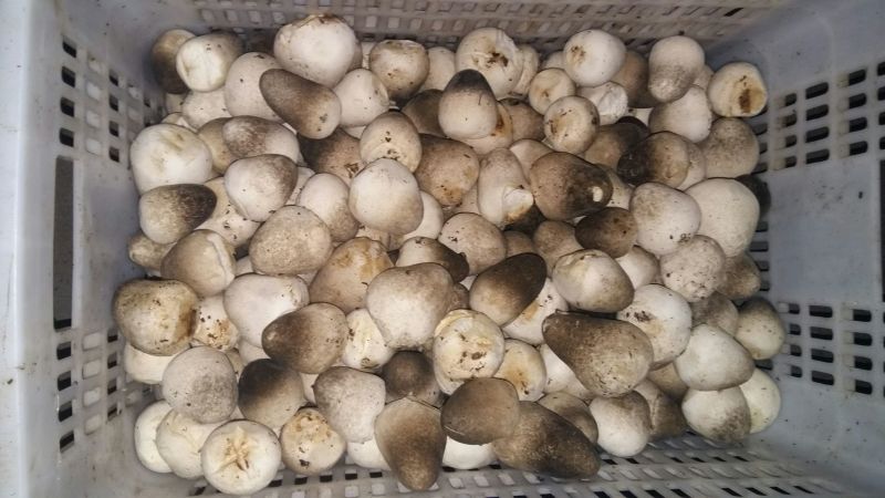 鲜草菇88%一级