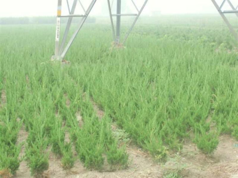 龙柏苗40~50cm