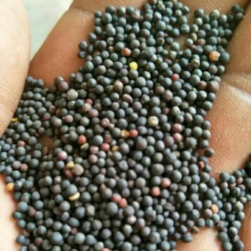 油菜籽1