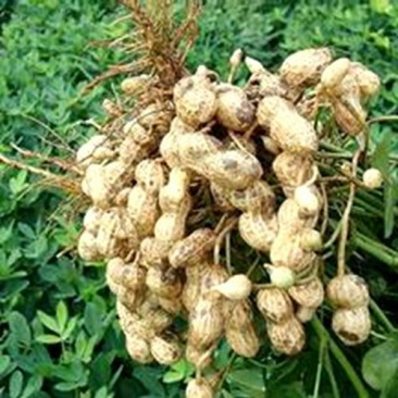 花生鲜货带壳