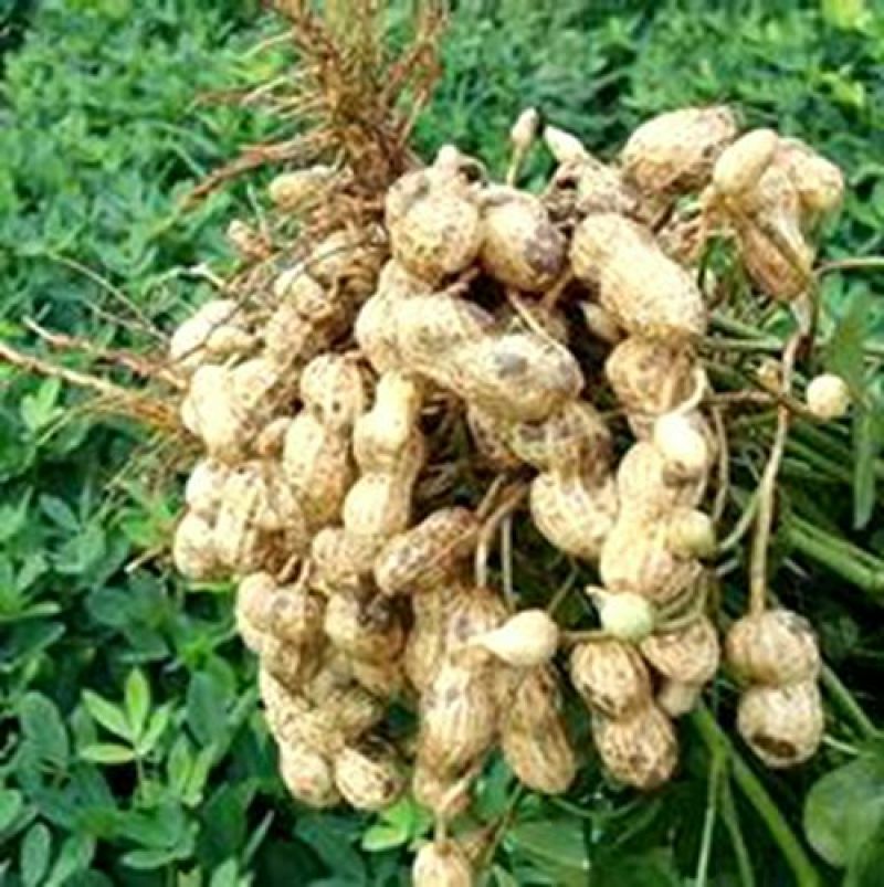 花生鲜货带壳
