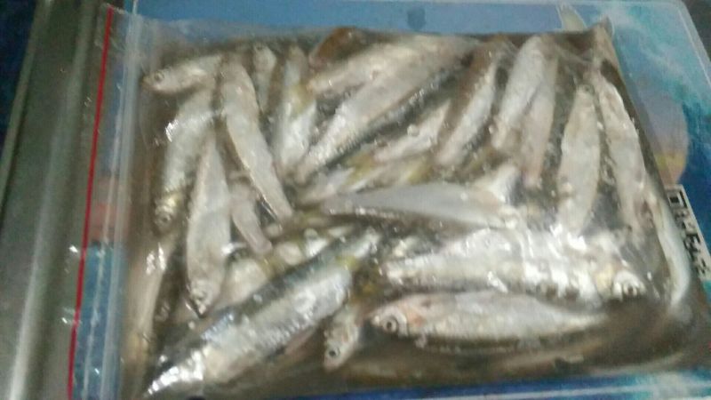 小白鱼1~1.5斤