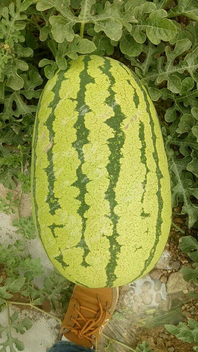 硒砂瓜15斤打底8成熟1级货，甜如蜜，基地直供