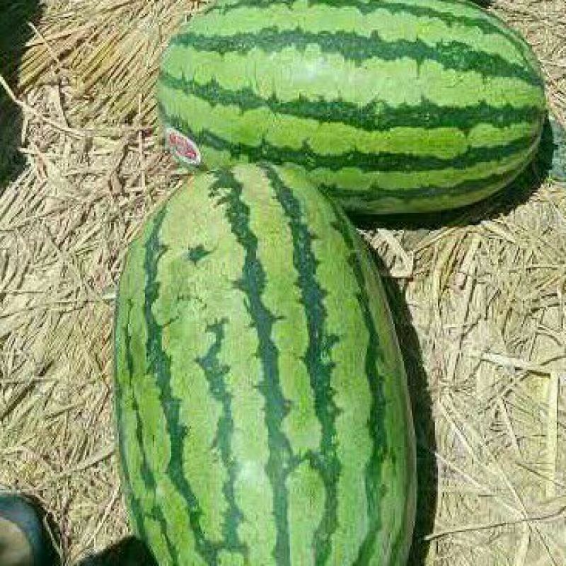 硒砂瓜15斤打底8成熟1级货，甜如蜜，基地直供
