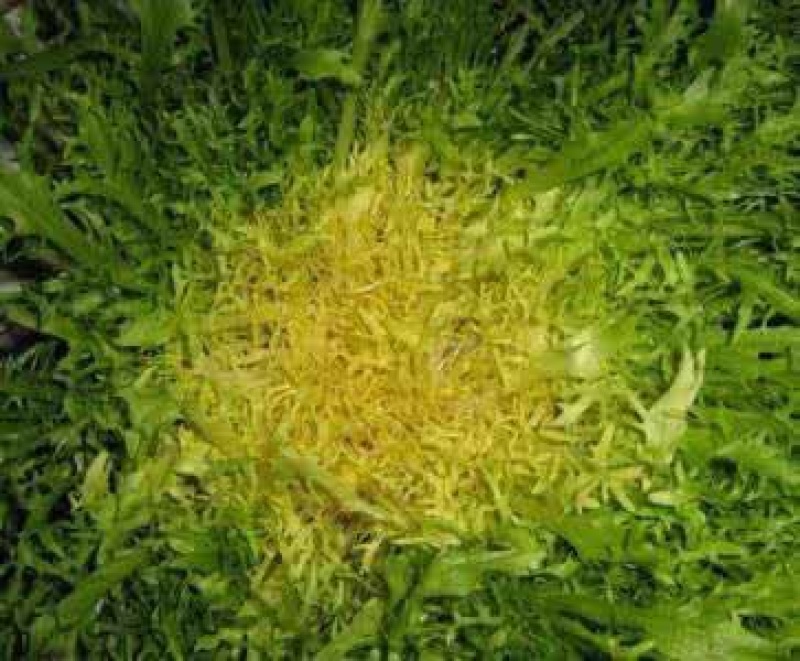 苦苣菜15~20厘米