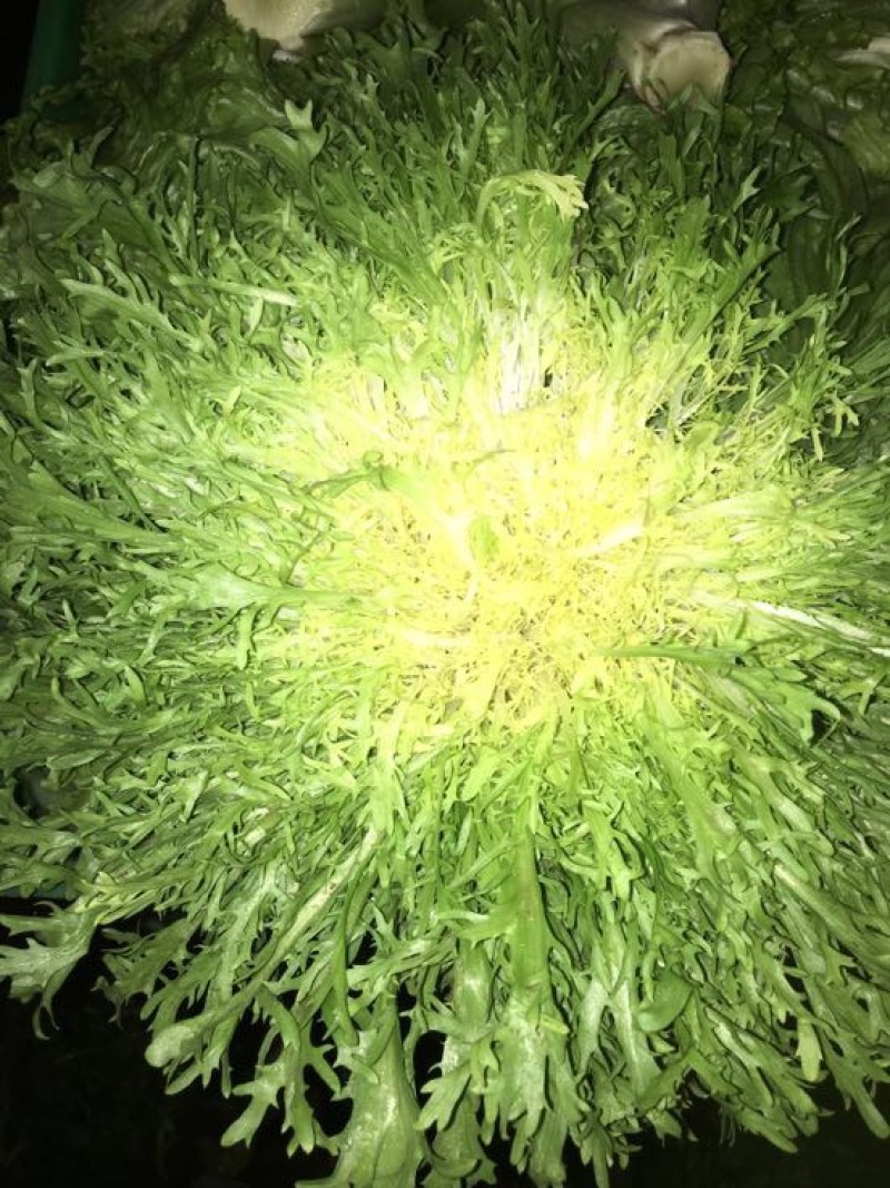 苦苣菜15~20厘米