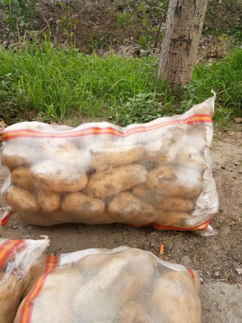 荷兰十五土豆通货3两以上