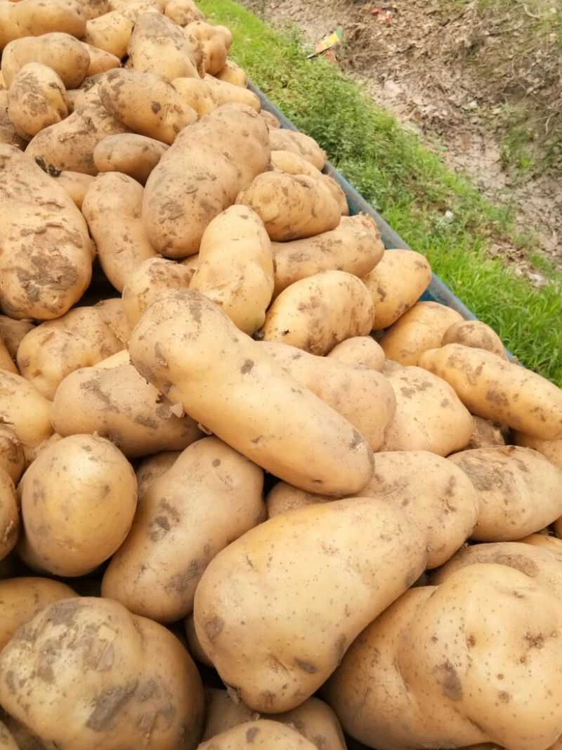 荷兰十五土豆通货3两以上