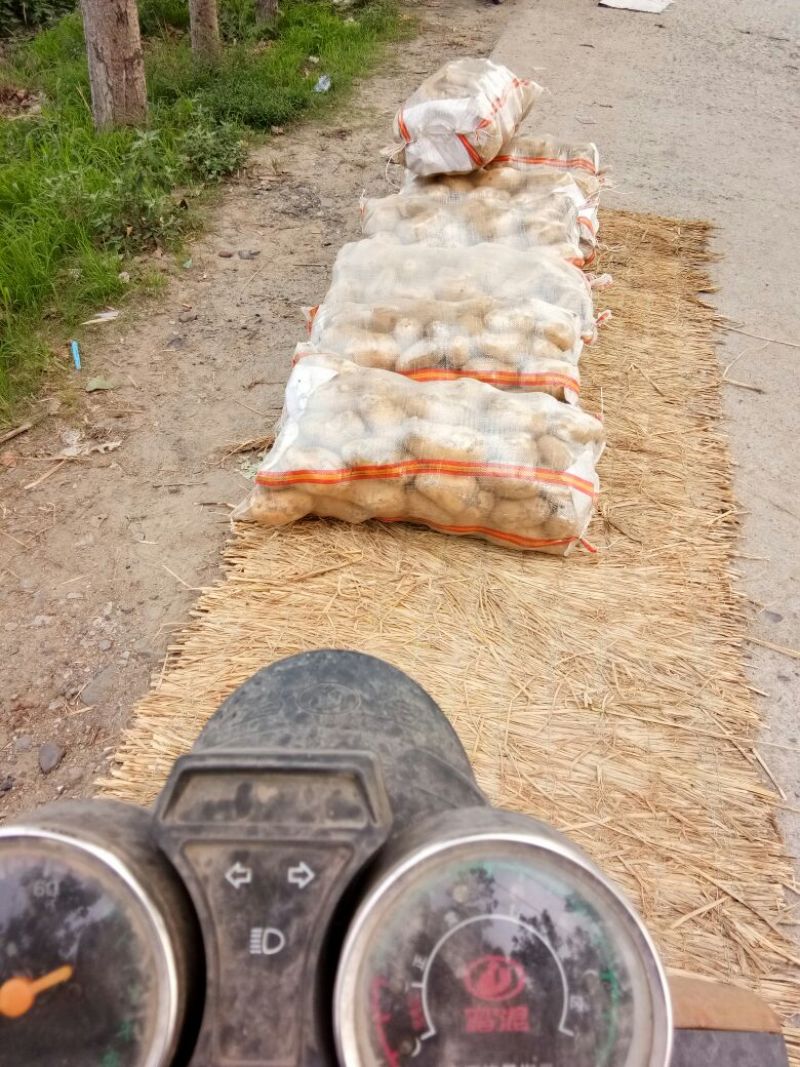 荷兰十五土豆通货3两以上