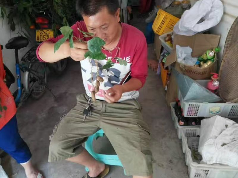 金果榄，鲜统货未淘洗