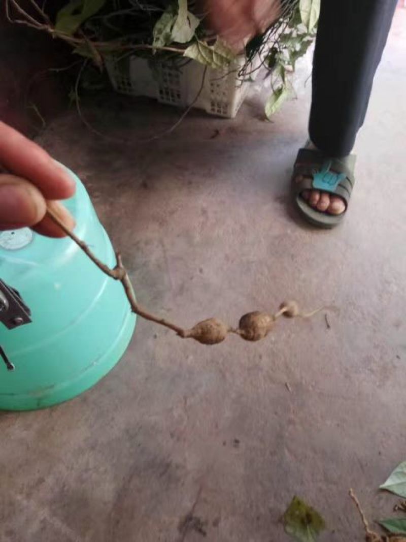 金果榄，鲜统货未淘洗