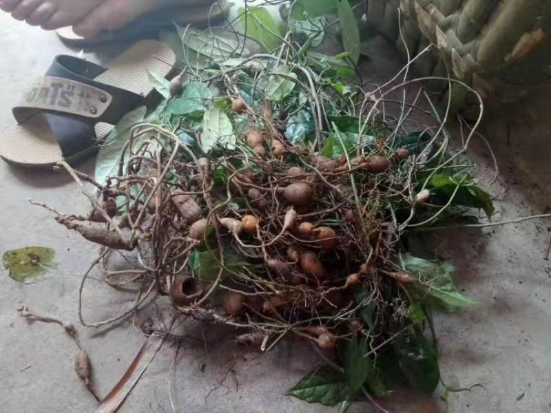 金果榄，鲜统货未淘洗