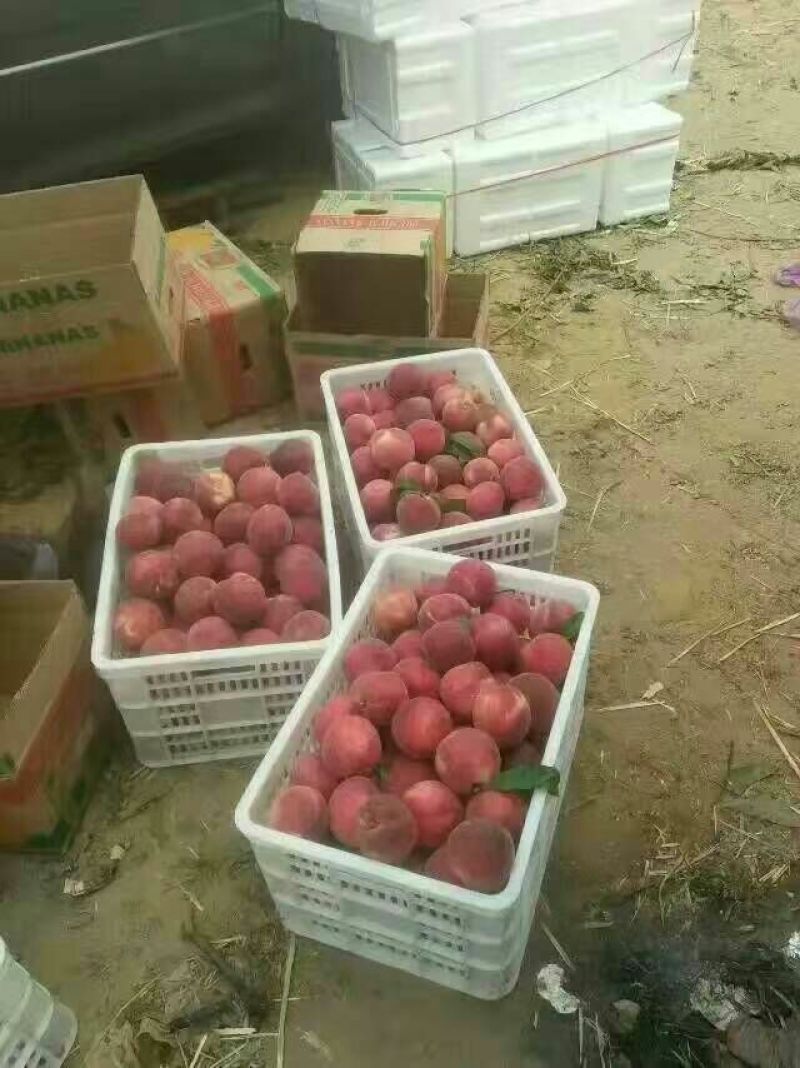 毛桃大量上市