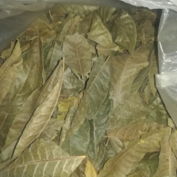 青钱柳茶三级