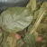 青钱柳茶三级
