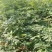 青钱柳茶三级