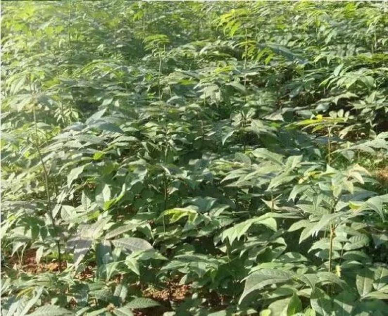 青钱柳茶三级