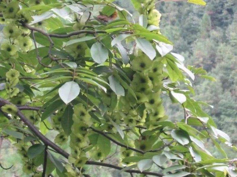 青钱柳茶三级