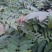 青钱柳茶三级