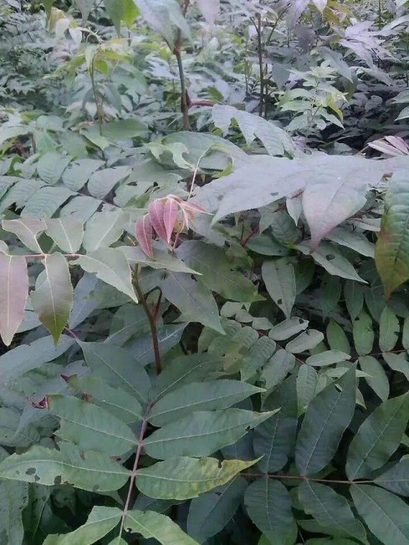 青钱柳茶三级