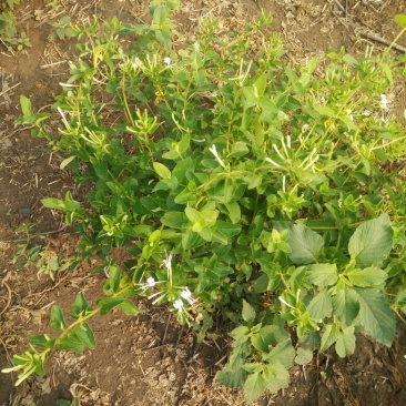 金银花色青花