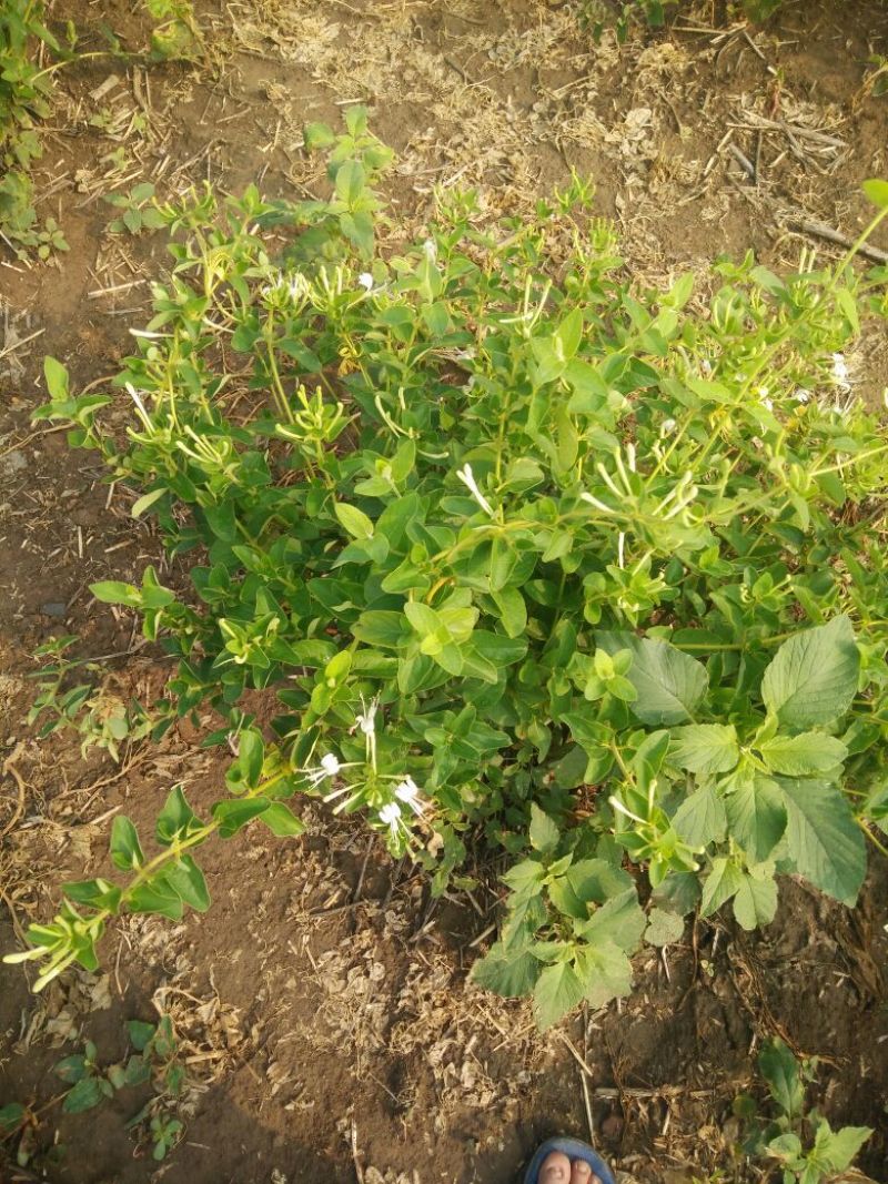 金银花色青花