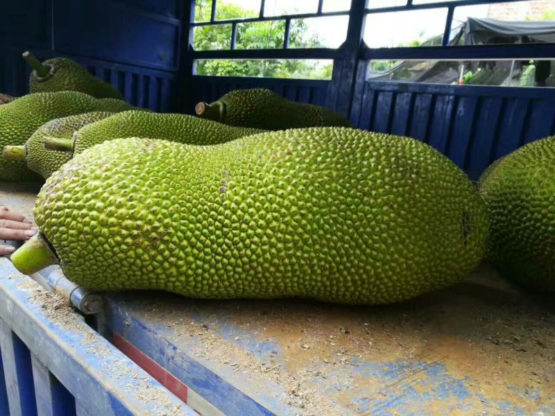 菠萝树苗