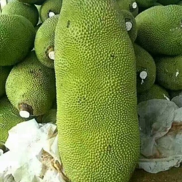 菠萝树苗