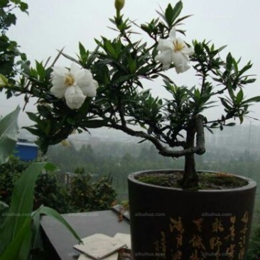 栀子花20公分以上高度