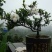 栀子花20公分以上高度